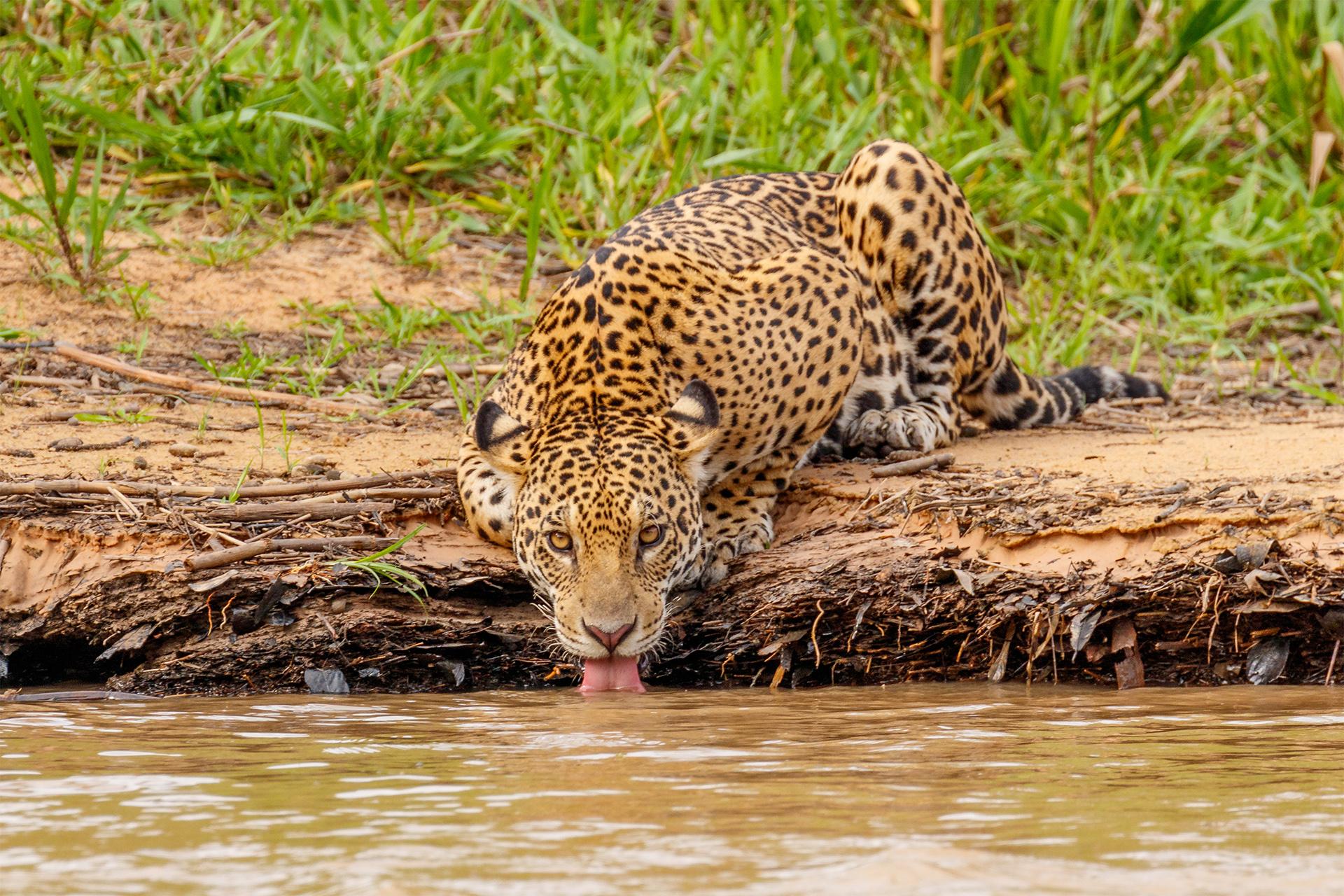 Pantanal
